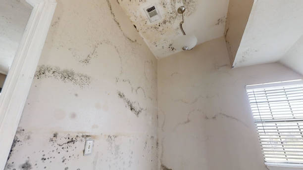 Best Commercial Mold Inspection  in Kimball, NE