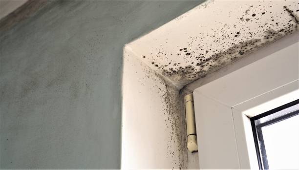 Environmental Consulting for Mold Prevention in Kimball, NE