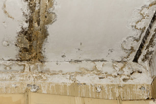 Best Basement Mold Removal  in Kimball, NE