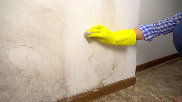 Best Black Mold Removal  in Kimball, NE