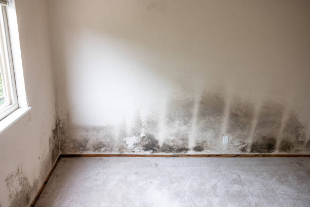  Kimball, NE Mold Removal Pros